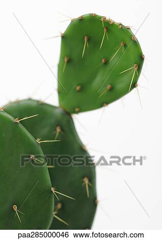 Stock Photograph - Prickly pear cactus, close-up. Fotosearch