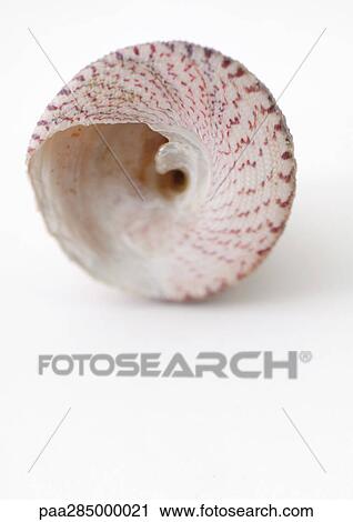 Seashell View Large Photo Image Stock Image - Seashell. Fotosearch