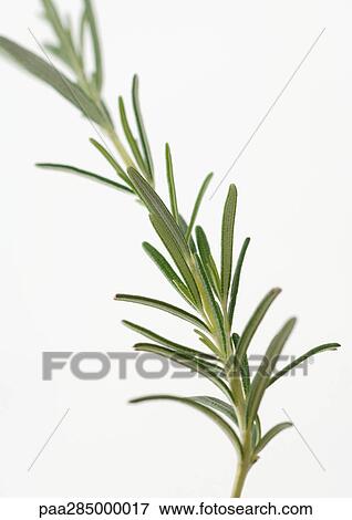 Sprig of rosemary View Large Photo Image Stock Photo - Sprig of rosemary. Fotosearch