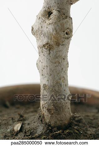Tree trunk, close-up View Large Photo Image Stock Image - Tree trunk, close-up. Fotosearch