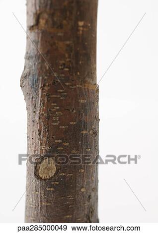 Tree trunk, close-up View Large Photo Image Stock Photo - Tree trunk, close-up. Fotosearch