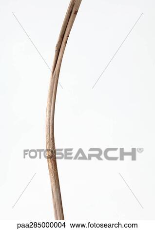 Twig View Large Photo Image Picture - Twig. Fotosearch