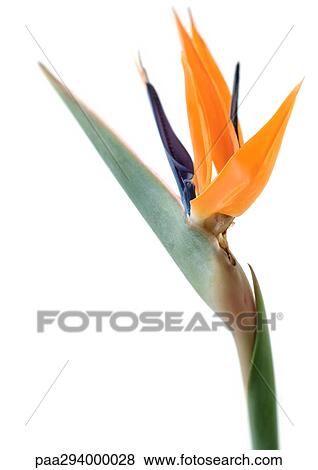 Bird of paradise flower View Large Photo Image Stock Photo - Bird of paradise flower. Fotosearch