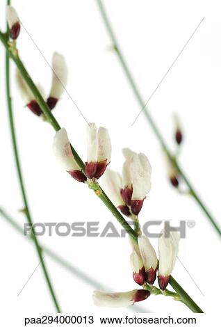 Broom grass View Large Photo Image Stock Image - Broom grass. Fotosearch