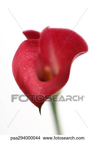 Calla lily View Large Photo Image Picture - Calla lily. Fotosearch