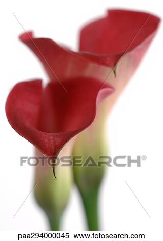 Calla lilys View Large Photo Image Stock Photography - Calla lilys. Fotosearch