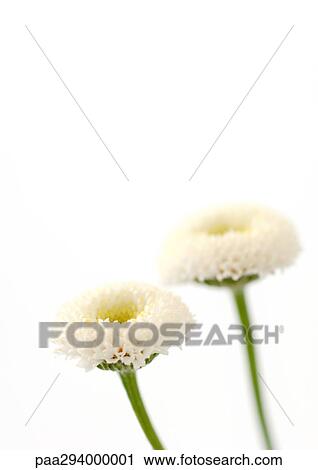 Stock Image - Camomile flowers. Fotosearch