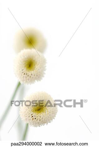 Camomile flowers View Large Photo Image Stock Image - Camomile flowers. Fotosearch
