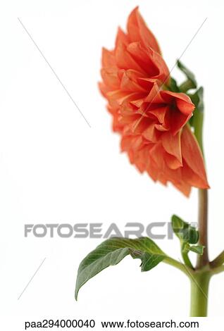 Dahlia View Large Photo Image Stock Image - Dahlia. Fotosearch