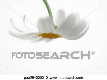 Daisy View Large Photo Image Stock Image - Daisy. Fotosearch