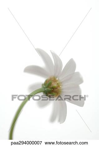 Daisy View Large Photo Image Stock Photo - Daisy. Fotosearch