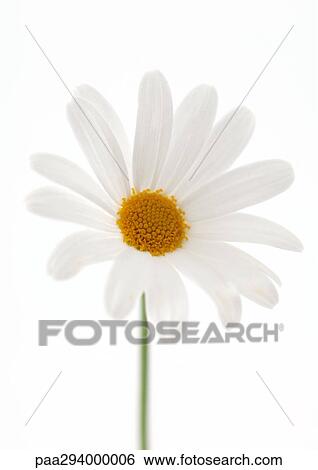 Daisy View Large Photo Image Stock Photograph - Daisy. Fotosearch