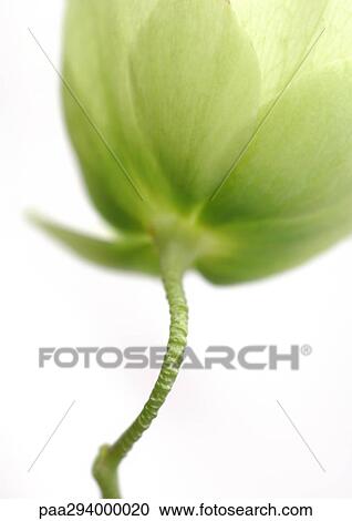 Hellebore View Large Photo Image Stock Image - Hellebore. Fotosearch