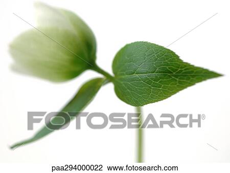 Stock Image - Hellebore. Fotosearch