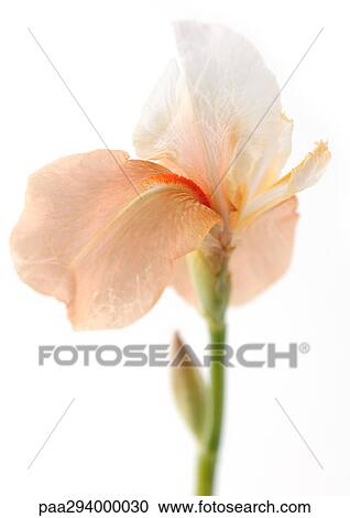 Iris View Large Photo Image Stock Image - Iris. Fotosearch