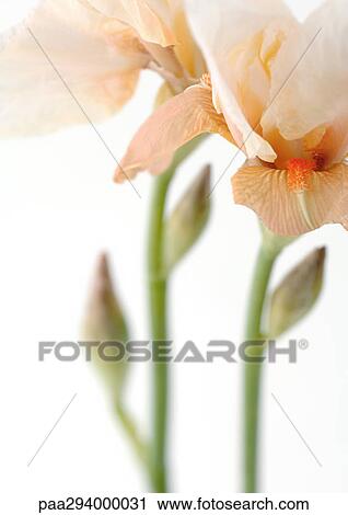 Iris View Large Photo Image Stock Image - Iris. Fotosearch