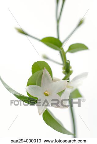 Jasmine View Large Photo Image Stock Photo - Jasmine. Fotosearch