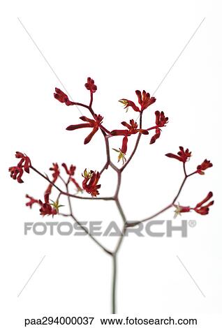 Kangaroo paws View Large Photo Image Stock Photo - Kangaroo paws. Fotosearch