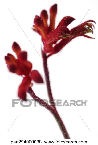 Stock Photo - Kangaroo paws. Fotosearch