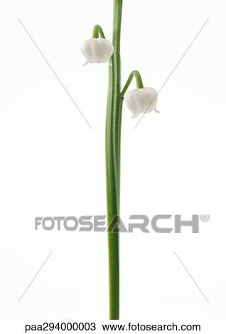 Stock Image - Lily of the valley. Fotosearch