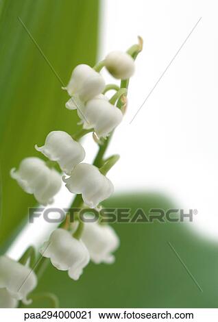 Lily of the valley View Large Photo Image Stock Image - Lily of the valley. Fotosearch