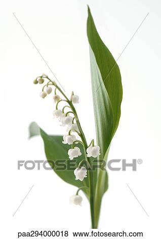 Stock Photo - Lily of the valley. Fotosearch
