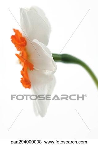 Narcissus flower View Large Photo Image Stock Photo - Narcissus flower. Fotosearch