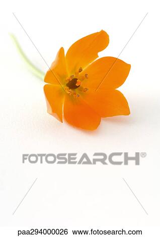 Orange chinkerinchee (ornithogalum dubium) View Large Photo Image Stock Photograph - Orange chinkerinchee (ornithogalum dubium). Fotosearch