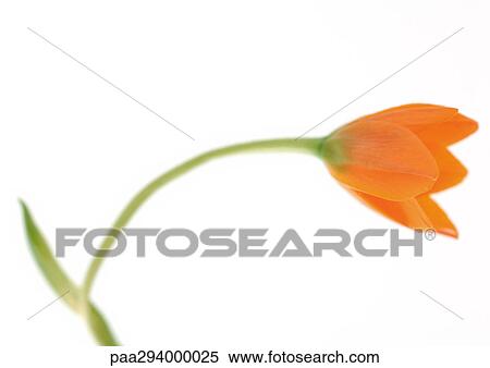 Orange chinkerinchee (ornithogalum dubium) View Large Photo Image Stock Photography - Orange chinkerinchee (ornithogalum dubium). Fotosearch