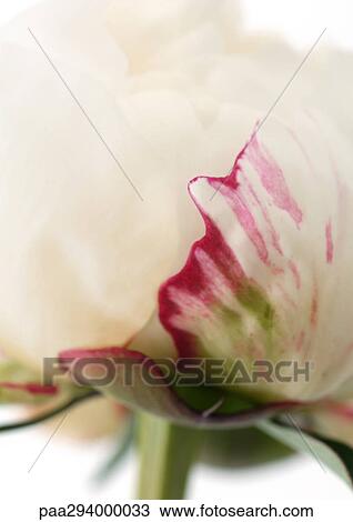 Peony View Large Photo Image Stock Image - Peony. Fotosearch