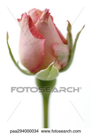 Picture - Pink rose bud. Fotosearch