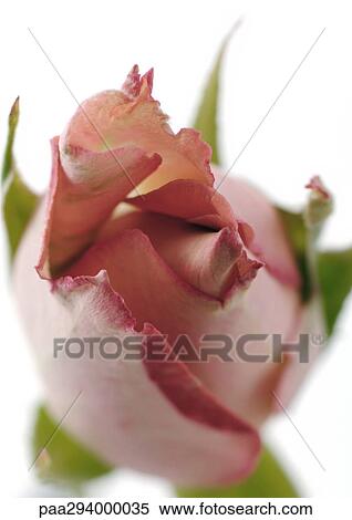 Pink rose bud View Large Photo Image Stock Photography - Pink rose bud. Fotosearch