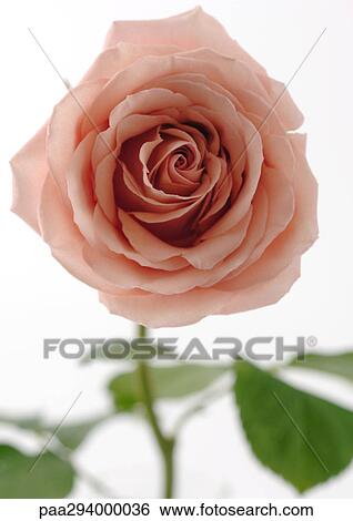 Pink rose View Large Photo Image Stock Photograph - Pink rose. Fotosearch