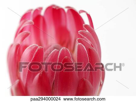 Protea flower View Large Photo Image Picture - Protea flower. Fotosearch