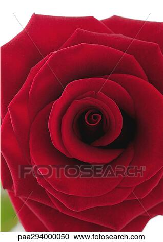 Red rose View Large Photo Image Stock Image - Red rose. Fotosearch