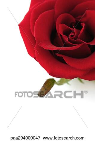 Stock Photo - Red rose. Fotosearch