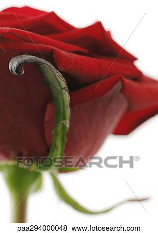 Red rose View Large Photo Image Stock Photo - Red rose. Fotosearch