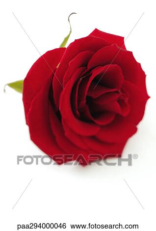 Red rose View Large Photo Image Stock Photograph - Red rose. Fotosearch