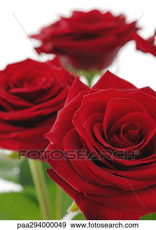 Stock Photo - Red roses. Fotosearch