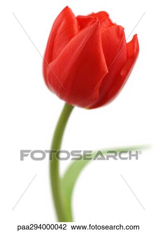 Stock Image - Red tulip. Fotosearch