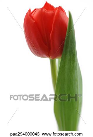 Red tulip View Large Photo Image Stock Image - Red tulip. Fotosearch