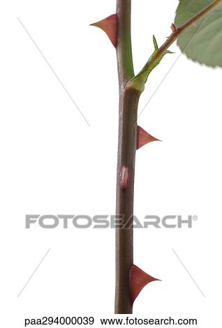Rose stem with thorns View Large Photo Image Stock Photo - Rose stem with thorns. Fotosearch
