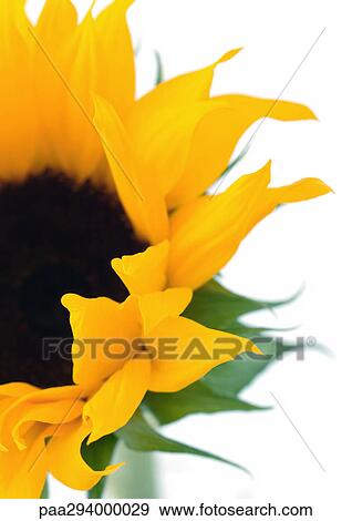 Sunflower View Large Photo Image Stock Photo - Sunflower. Fotosearch