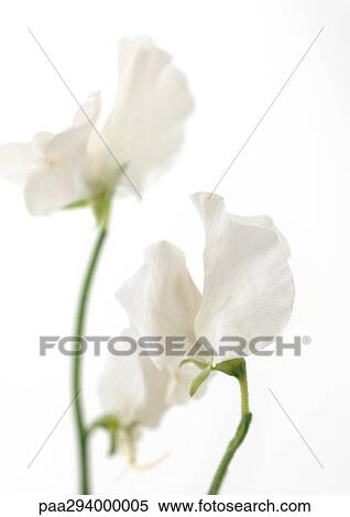 Sweet pea View Large Photo Image Stock Photography - Sweet pea. Fotosearch
