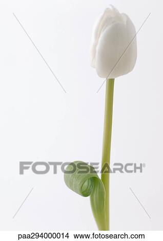 White tulip View Large Photo Image Picture - White tulip. Fotosearch
