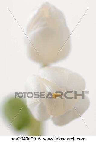 White tulips View Large Photo Image Stock Photograph - White tulips. Fotosearch