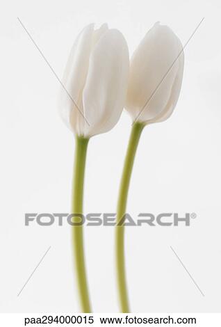 White tulips View Large Photo Image Stock Photography - White tulips. Fotosearch
