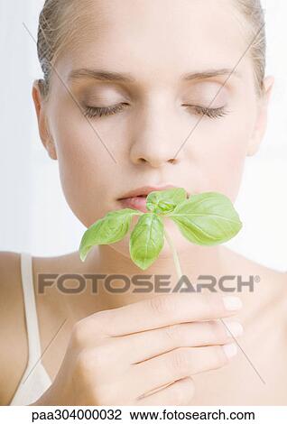 Woman smelling sprig of Basil View Large Photo Image Stock Image - Woman smelling sprig of Basil. Fotosearch