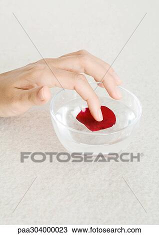 Woman's hand touching rose petal in bowl of water View Large Photo Image Stock Image - Woman's hand touching rose petal in bowl of water. Fotosearch