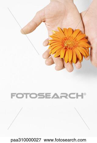 Stock Photo - Hand holding flower head. Fotosearch
